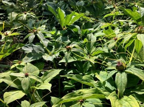 重樓最新行情動(dòng)態(tài)更新